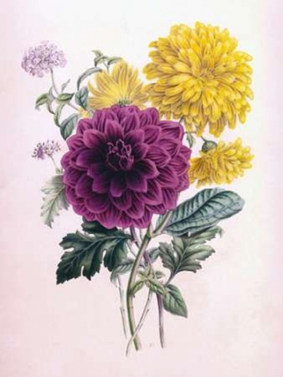 Chrysanthemum Poster Print by James Andrews - Item # VARPDXJA13